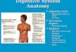 Digestive System Anatomy Digestive tract Alimentary tract or canal GI tract Accessory organs Primarily glands Regions Mouth or oral cavity Pharynx Esophagus