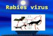 Rabies virus.  Shape: bullet  Genome: -ssRNA  enveloped virus  CPE: Negri body