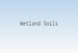 Wetland Soils. What is soil? Soil: A natural body of mineral (non-living) and organic (living) material that forms on the surface of the earth, and is