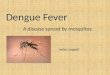 Dengue Fever A disease spread by mosquitos. aedes aegypti