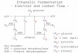 10 3 2 0 3 2 2 12 2 2 2 0 0 1 0 1 PDC EDH ethanol ATP 24 6 glucose 24 6 2 0 10 3 2 12 2 = glucose = 2 red. equiv. = pyruvate = acetaldehyde = ethanol Ethanolic