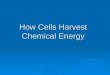 How Cells Harvest Chemical Energy. ATP Is Universal Energy Source  Photosynthesizers get energy from the sun  Consumers get energy from plants or other
