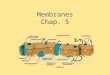 Membranes Chap. 5. Phosophlipids Phospholipids will form a bilayer when placed in water. Phospholipid bilayers are fluid