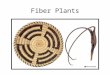 Fiber Plants. Vascular Cells Cellulose Fibers Plant Fibers The cell wall of the fiber cells – which is what gives them their properties of strength