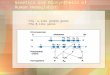 1 Genetics and Biosynthesis of Human Hemoglobin The α-like globin genes The β-like genes