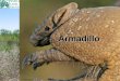 Armadillo © Andrea Ferriera. There are about 20 different types (species) of Armadillo, 9 types of Armadillo live in Paraguay. Different types of Armadillo