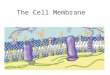 The Cell Membrane Cell Membrane Separate inside of cell from outside Selectively permeable Phospholipid Bilayer