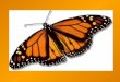 Monarch Jeopardy. Monarch body parts Hungry Caterpillar Monarch Potpourri Migration Metamorpho sis 100 400 100 200 500 400 300 200 300 500 300 400 200
