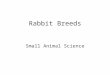 Rabbit Breeds Small Animal Science. Dwarf or Miniature