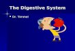 The Digestive System Dr. Timmel Dr. Timmel. What is the digestive system? The digestive system is a one-way tube the begins at the mouth and ends at the