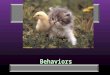 Behaviors Behavior 5.5 min Squirrel secret agent