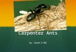 Carpenter Ants by: Sarah 2-105. About Carpenter Ants  In an carpenter ants its body are just like you ! Its body parts are the Head, Thorax, Abdomen