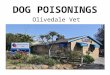 DOG POISONINGS Olivedale Vet. Types 1)Organophosphates/Carbamates 2)Rat poison
