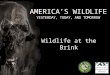 A MERICA ’ S W ILDLIFE Y ESTERDAY, T ODAY, AND T OMORROW Wildlife at the Brink