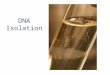 DNA Isolation. Onion DNA Isolation DNA Thought for the day: “The capacity to blunder slightly is the real marvel of DNA. Without this special attribute,