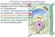 2 Protein Targeting pathways Protein synthesis always begins on free ribosomes In cytoplasm 1) Post -translational: proteins of plastids, mitochondria,
