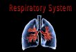 1.Breathing 2.External Respiration 3.Internal Respiration 4.Cellular Respiration 4 PROCESSES
