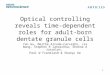 Optical controlling reveals time- dependent roles for adult-born dentate granule cells Yan Gu, Maithe Arruda-Carvalho, Jia Wang, Stephen R Janoschka, Sheena