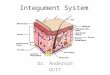 Integument System Dr. Anderson GCIT. The Skin Largest organ in the body Functions are multipurpose – Defense against pathogens – Prevents dehydration
