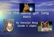 How the bunny got long ears By Katelyn Borg Grade 5 alpha