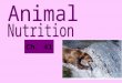Ch. 41. Need to Feed Animal nutrition Food being taken in, taken apart, and taken up Herbivores Dine mainly on plants Carnivores Dine mainly on other
