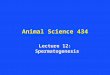 Animal Science 434 Lecture 12: Spermatogenesis. Spermiation