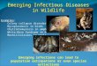 Emerging Infectious Diseases in Wildlife Examples: Colony collapse disorder in honeybees Mycoplasmosis in birds Chytridiomycosis in amphibians White-Nose