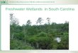 Freshwater Wetlands in South Carolina. Wetlands Wetlands are delineated by the Corps based on the 1987 Wetland Delineation Manual. Soils, evidence of