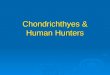 Chondrichthyes & Human Hunters. Human Hunters a. The natural enemies of sharks include other sharks, killer whales and the most dangerous to sharks, by