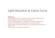 Light Reaction & Calvin Cycle Objectives: How do pigments like chlorophyll work to capture light energy? What happens to water in the light reaction? What
