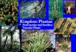 Kingdom Plantae Nonvascular and Seedless Vascular Plants