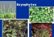 Bryophytes 1 1. Bryophytes Ubiquitous Ubiquitous  Moist temperate and tropical locations  Dominate Arctic Tundra  Antarctica  Above the treeline