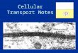 Cellular Transport Notes. Different Name…Same Structure! There are several names for the Cell Membrane: KNOW ALL 3 TERMS! –Cell Membrane –Plasma Membrane