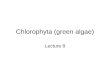 Chlorophyta (green algae) Lecture 8. OVERVIEW Eubacteria & Protists Cyanophyta “Phytoplankton” Chlorophyta, Phaeophyta, Rhodophyta Vascular Plants (Gymnosperms