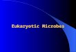 Eukaryotic Microbes. 3 Domains 