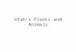 Utah’s Plants and Animals. Environments Wetlands-land that is wet. Also called Riparian areas. Forests-areas covered by trees. Deserts-land that receives