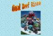 Introduction to Coral Reefs Coral reefs are amazing, natural wonders that live in the warm waters of the tropics, providing habitat for thousands of marine