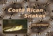 6/5/03M-DCC / PCB 2340C1 Costa Rican Snakes Snakes Aldo and Raquel