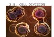 2.5: CELL DIVISION. 2.5.1: Cell Cycle: Outline the stages of the cell cycle, including interphase (G1, S, G2), mitosis and cytokinesis Cytokinesis starting