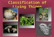 Classification of Living Things. Definitions 1.Taxonomy – the science of classifying organisms based on biological similarities 2.Carolus Linnaeus – the