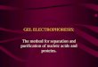 GEL ELECTROPHORESIS: The method for separation and purification of nucleic acids and proteins