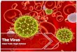 Viruses  Virus- an infectious agent made up of a core of nucleic acid and a protein coat