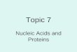 Topic 7 Nucleic Acids and Proteins. DNA Structure