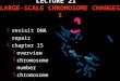 LECTURE 21 LARGE-SCALE CHROMOSOME CHANGES I  revisit DNA repair  chapter 15  overview  chromosome number  chromosome structure  humans