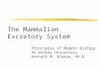 The Mammalian Excretory System Principles of Modern Biology II At Wilkes University Kenneth M. Klemow, Ph.D