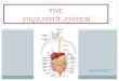 THE JOURNEY OF DIGESTIVE SYSTEM - YOUTUBE THE DIGESTIVE SYSTEM