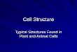 Cell Structure Typical Structures Found in Plant and Animal Cells