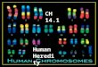 CH 14.1 Human Heredity. Human Chromosomes Each human chromosome consists of a single DNA molecule. Humans have 23 pairs of chromosomes, for a total of