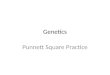 Genetics Punnett Square Practice. Genetics Practice Problems 1. For each genotype below, indicate whether it is heterozygous (Ht) or homozygous (Ho) AABb