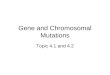 Gene and Chromosomal Mutations Topic 4.1 and 4.2
